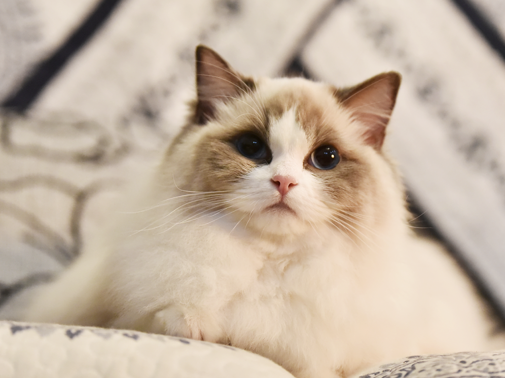 布偶猫价格：了解这一温顺可爱猫咪品种的成本和价值