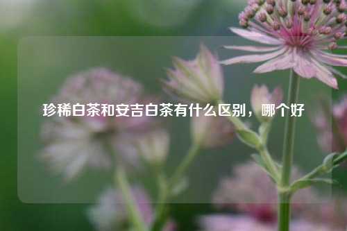珍稀白茶和安吉白茶有什么区别，哪个好